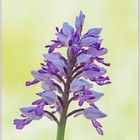 helm-knabenkraut (orchis militaris).......