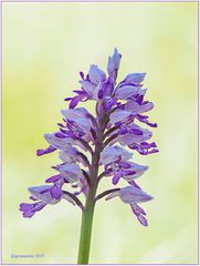 helm-knabenkraut (orchis militaris).......