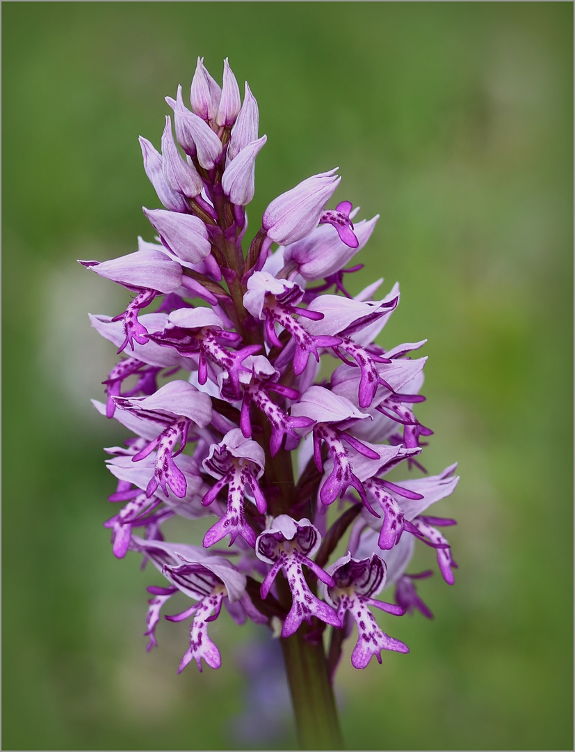 Helm-Knabenkraut (Orchis militaris). 