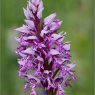 Helm-Knabenkraut (Orchis militaris). 