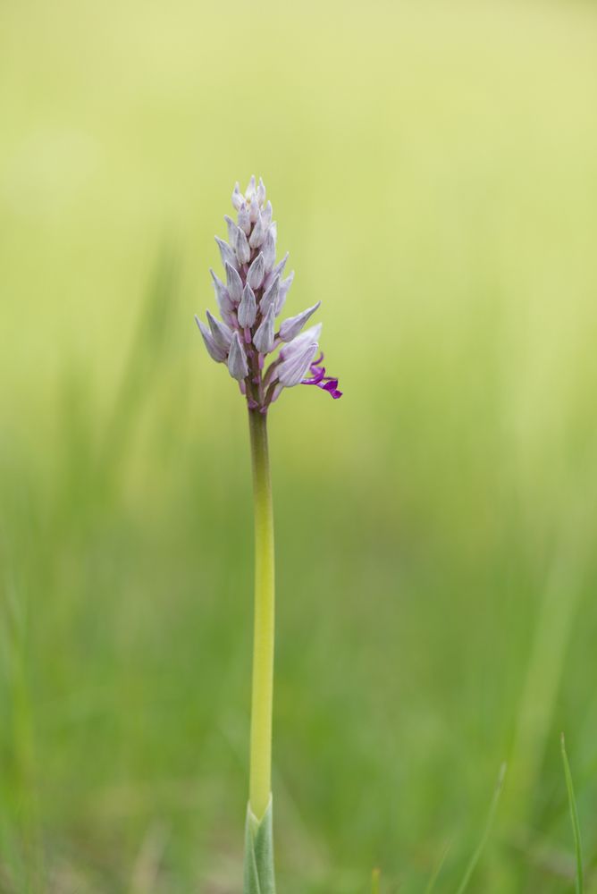 Helm-Knabenkraut (Orchis militaris)