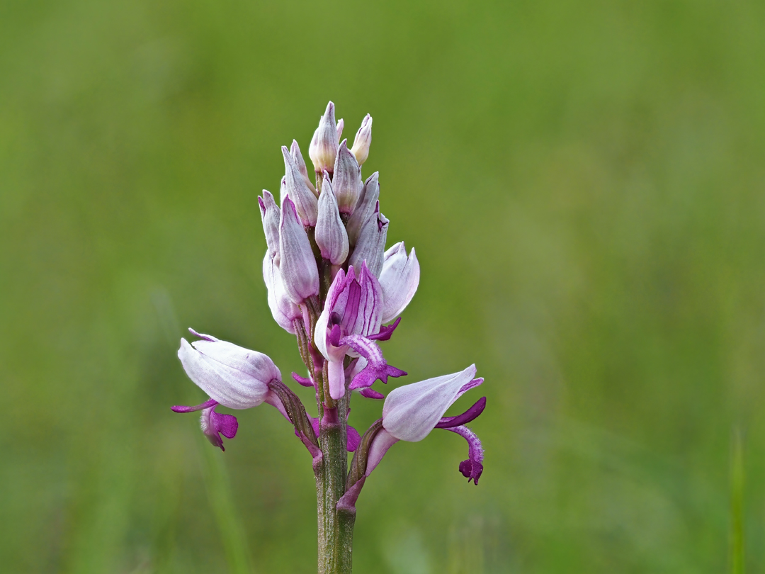 Helm-Knabenkraut (Orchis militaris)