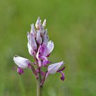 Helm-Knabenkraut (Orchis militaris)