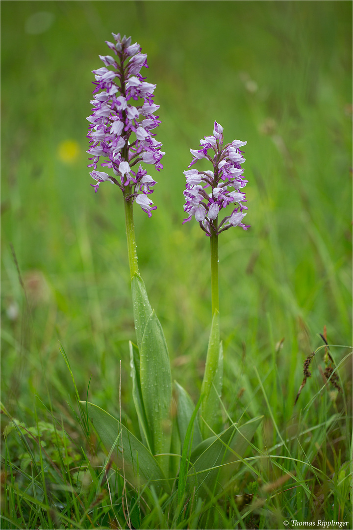 Helm-Knabenkraut (Orchis militaris) .