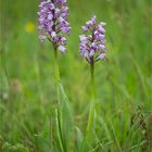 Helm-Knabenkraut (Orchis militaris) .