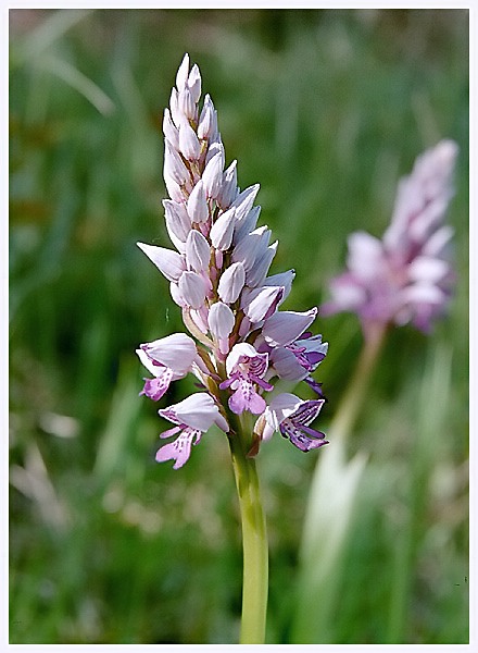 Helm-Knabenkraut  (Orchis militaris)