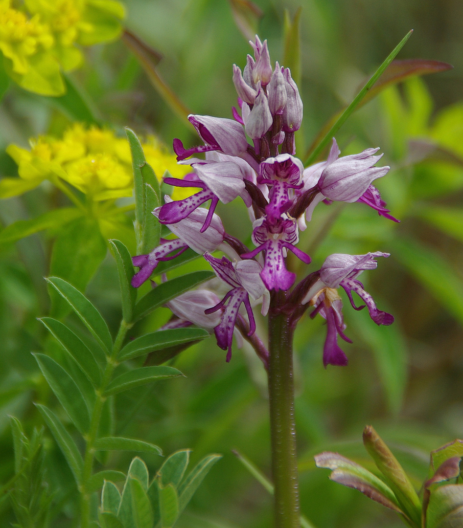 Helm - Knabenkraut ( Orchis militaris )