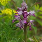 Helm - Knabenkraut ( Orchis militaris )