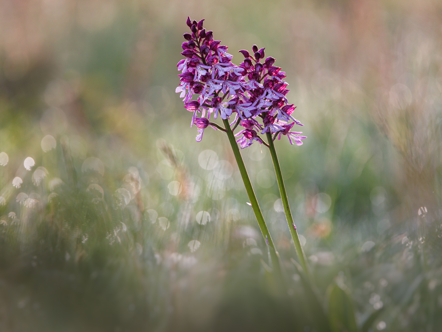 Helm-Knabenkraut ( orchis militaris )