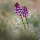 Helm-Knabenkraut ( orchis militaris )