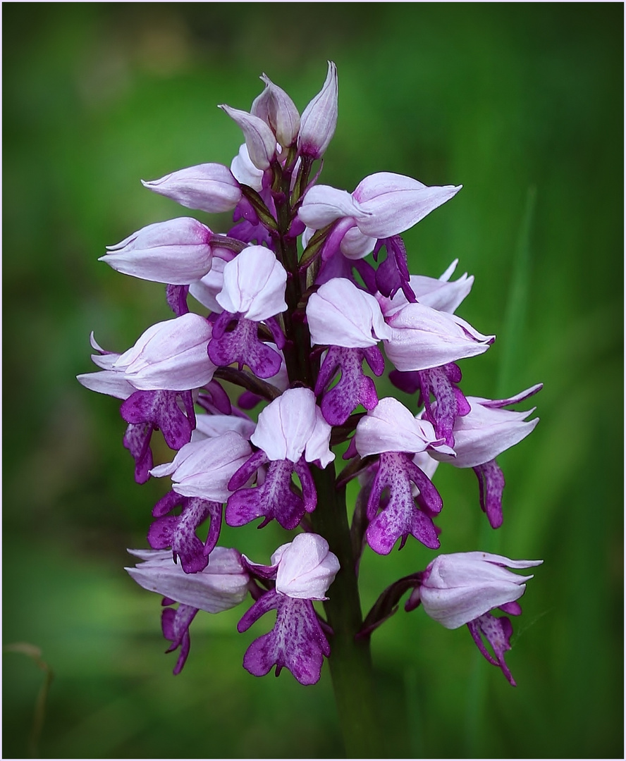 Helm-Knabenkraut (Orchis militaris). 