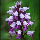 Helm-Knabenkraut (Orchis militaris). 