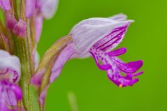 Helm-Knabenkraut (Orchis militaris)