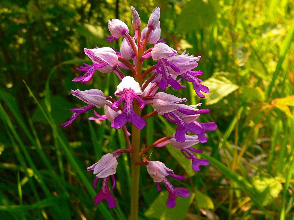 Helm-Knabenkraut (Orchis militaris)