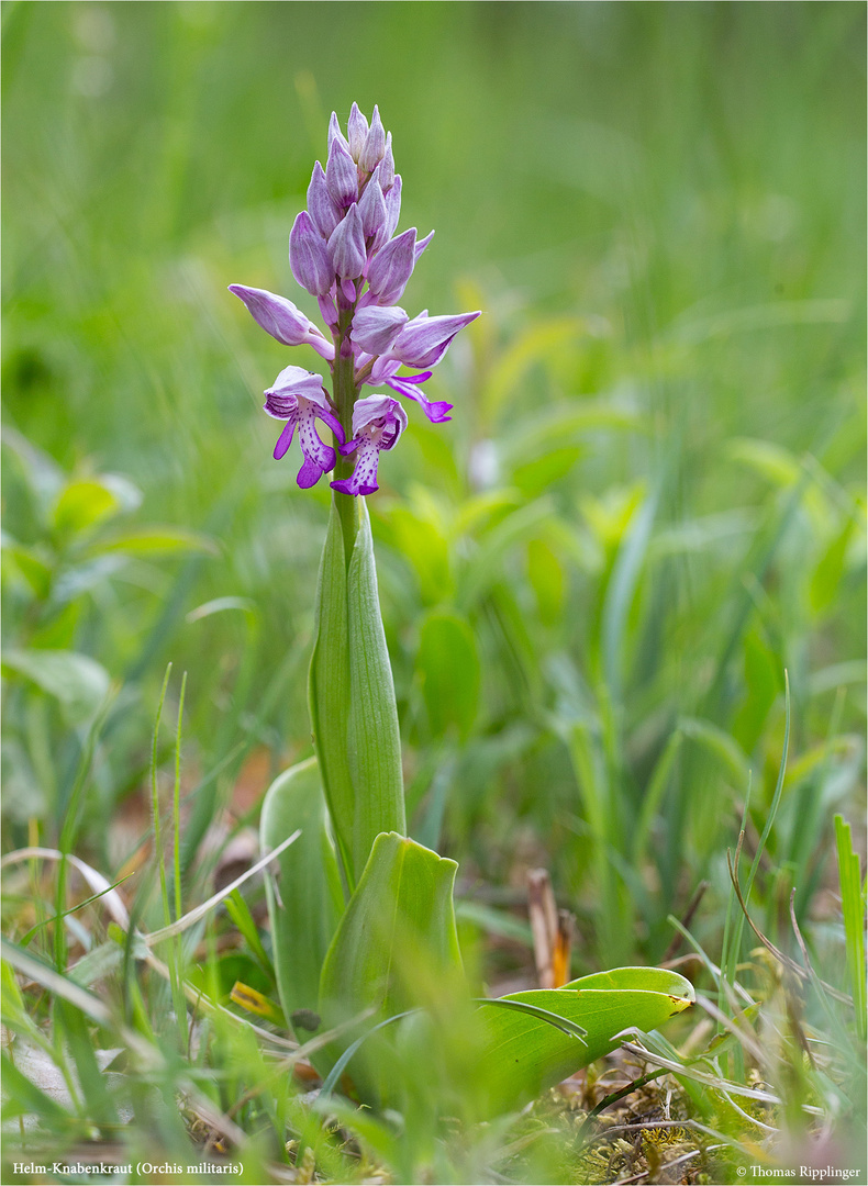 Helm-Knabenkraut (Orchis militaris)