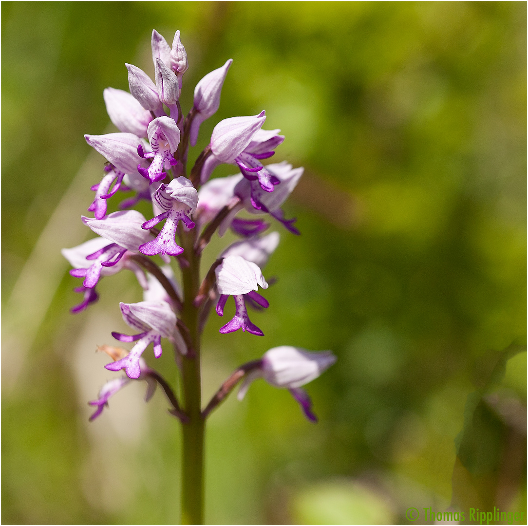 Helm-Knabenkraut (Orchis militaris)