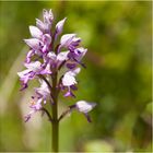 Helm-Knabenkraut (Orchis militaris)