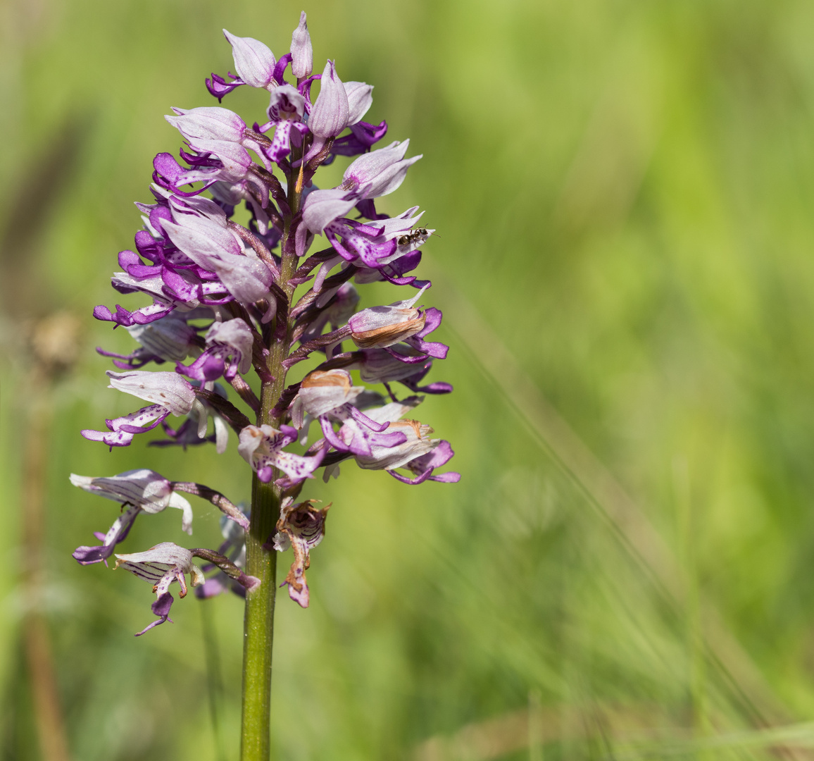 Helm-Knabenkraut (Orchis militaris)