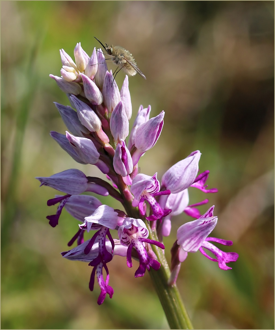 Helm-Knabenkraut (Orchis militaris)...