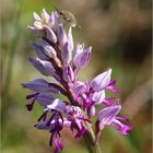 Helm-Knabenkraut (Orchis militaris)...