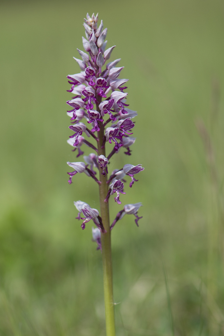 Helm-Knabenkraut (Orchis militaris)