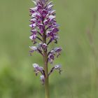 Helm-Knabenkraut (Orchis militaris)