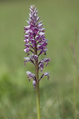 Helm-Knabenkraut (Orchis militaris)