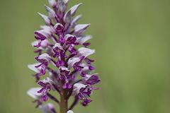 Helm-Knabenkraut (Orchis militaris)