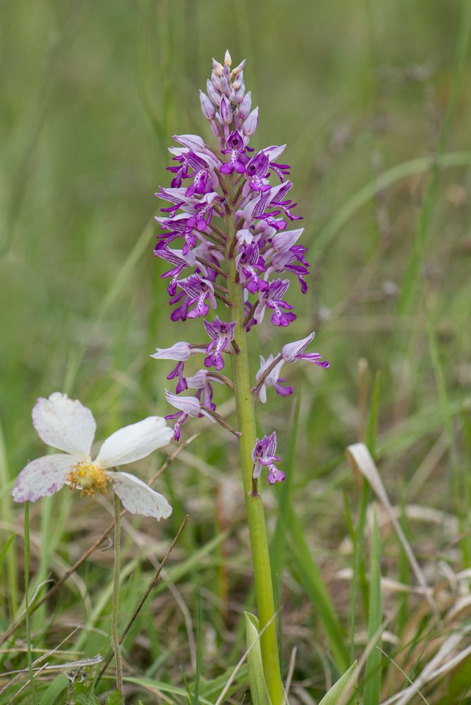 Helm-Knabenkraut (Orchis militaris)