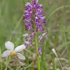 Helm-Knabenkraut (Orchis militaris)