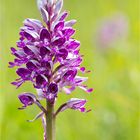 Helm-Knabenkraut (Orchis militaris).