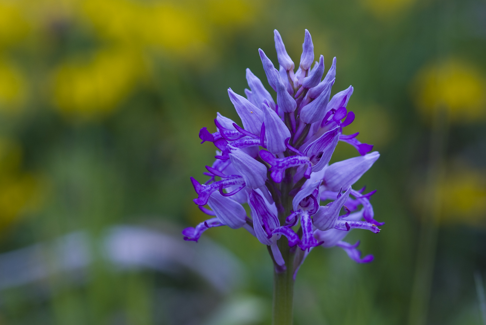 Helm-Knabenkraut (Orchis militaris)