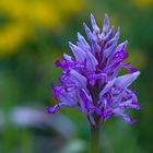 Helm-Knabenkraut (Orchis militaris)