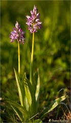 Helm-Knabenkraut (Orchis militaris) ..