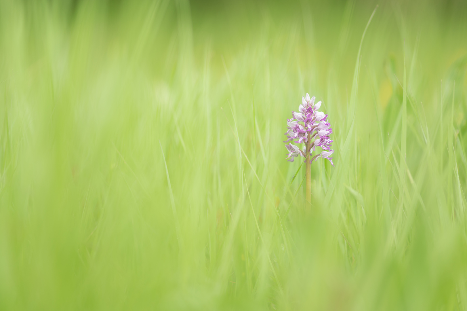 Helm-Knabenkraut (Orchis Militaris)