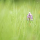 Helm-Knabenkraut (Orchis Militaris)