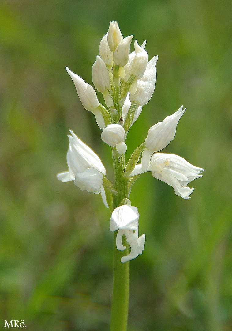 Helm-Knabenkraut ( Orchis militaris )