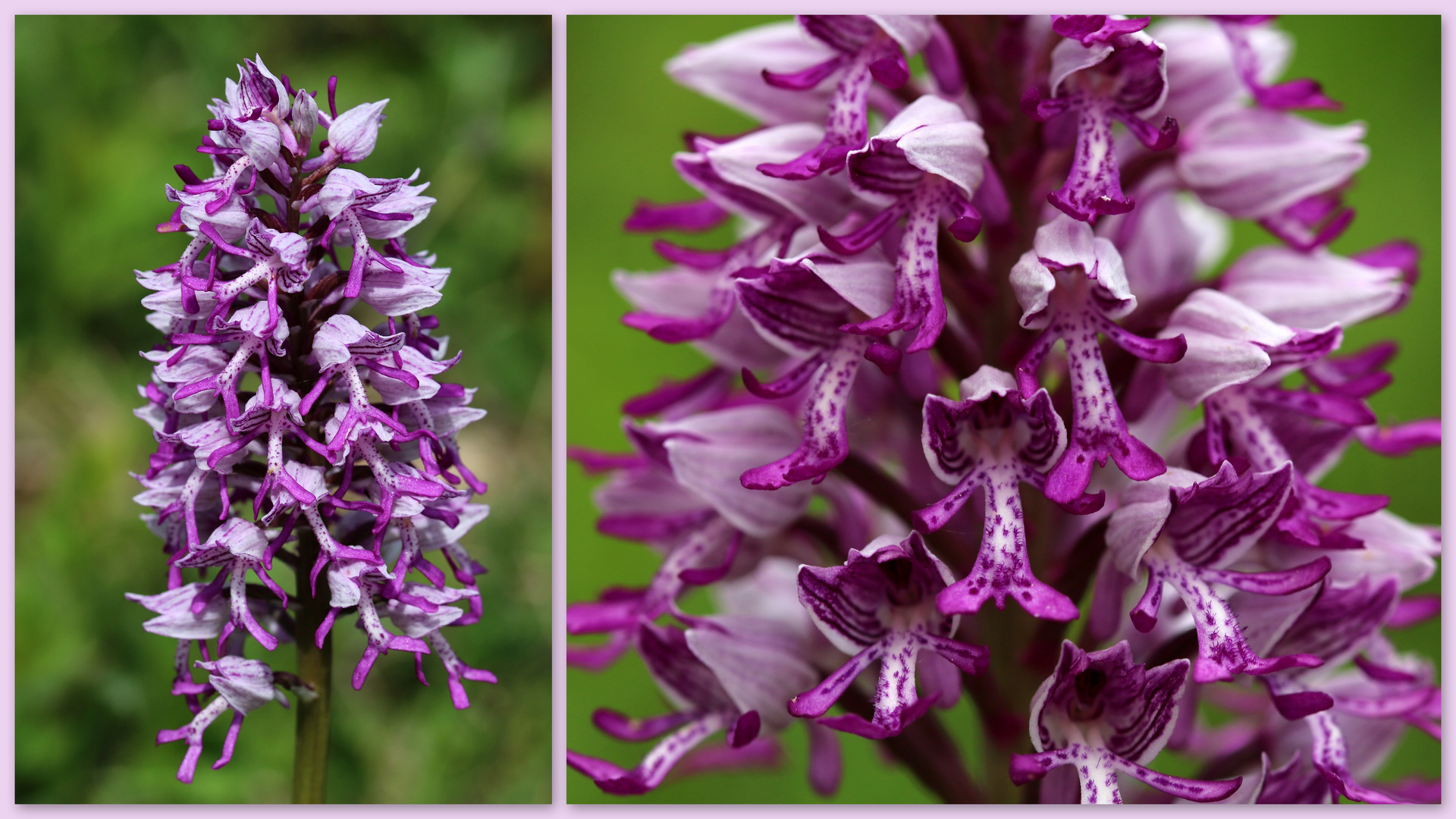 Helm-Knabenkraut (Orchis militaris).