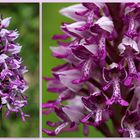 Helm-Knabenkraut (Orchis militaris).