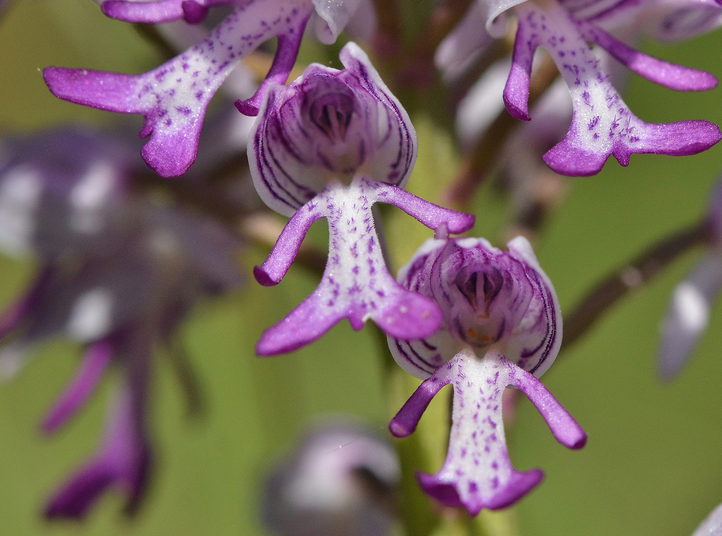 Helm Knabenkraut, Orchis militaris