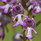 Helm Knabenkraut, Orchis militaris