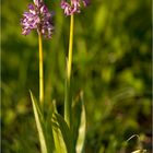 Helm-Knabenkraut (Orchis militaris)