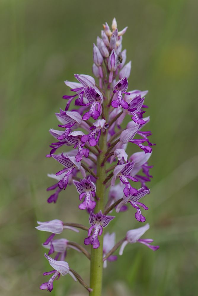 Helm-Knabenkraut (Orchis militaris)