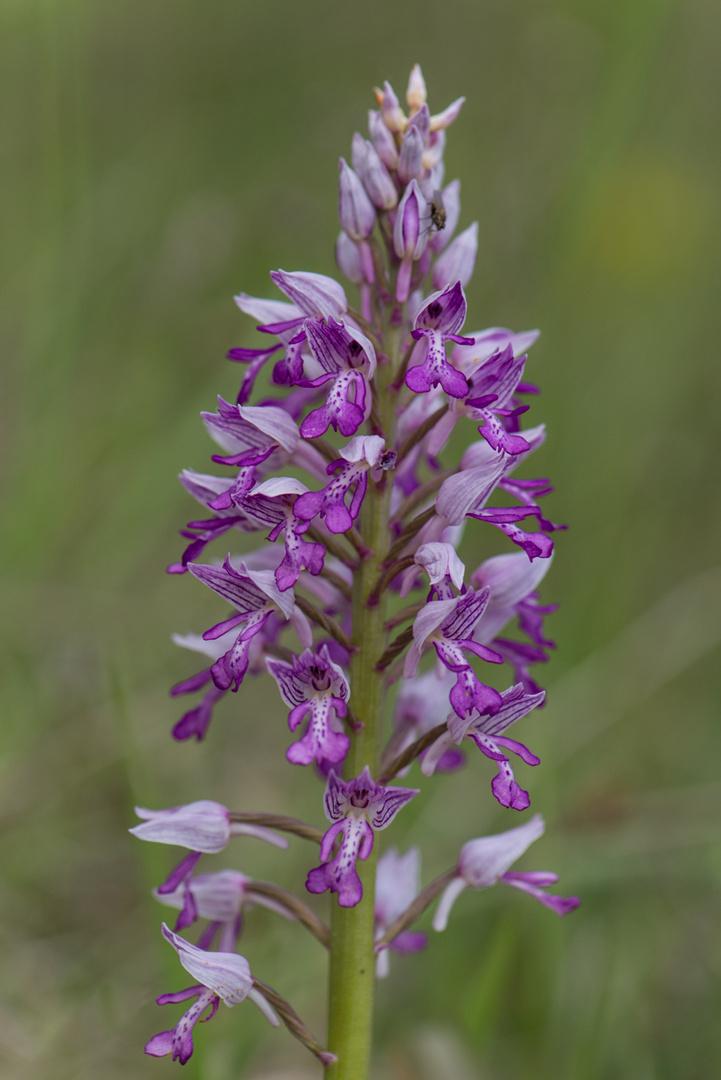 Helm-Knabenkraut (Orchis militaris)