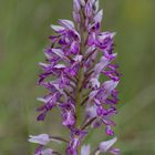 Helm-Knabenkraut (Orchis militaris)