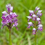 Helm-Knabenkraut (Orchis militaris).