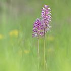 Helm-Knabenkraut (Orchis militaris)