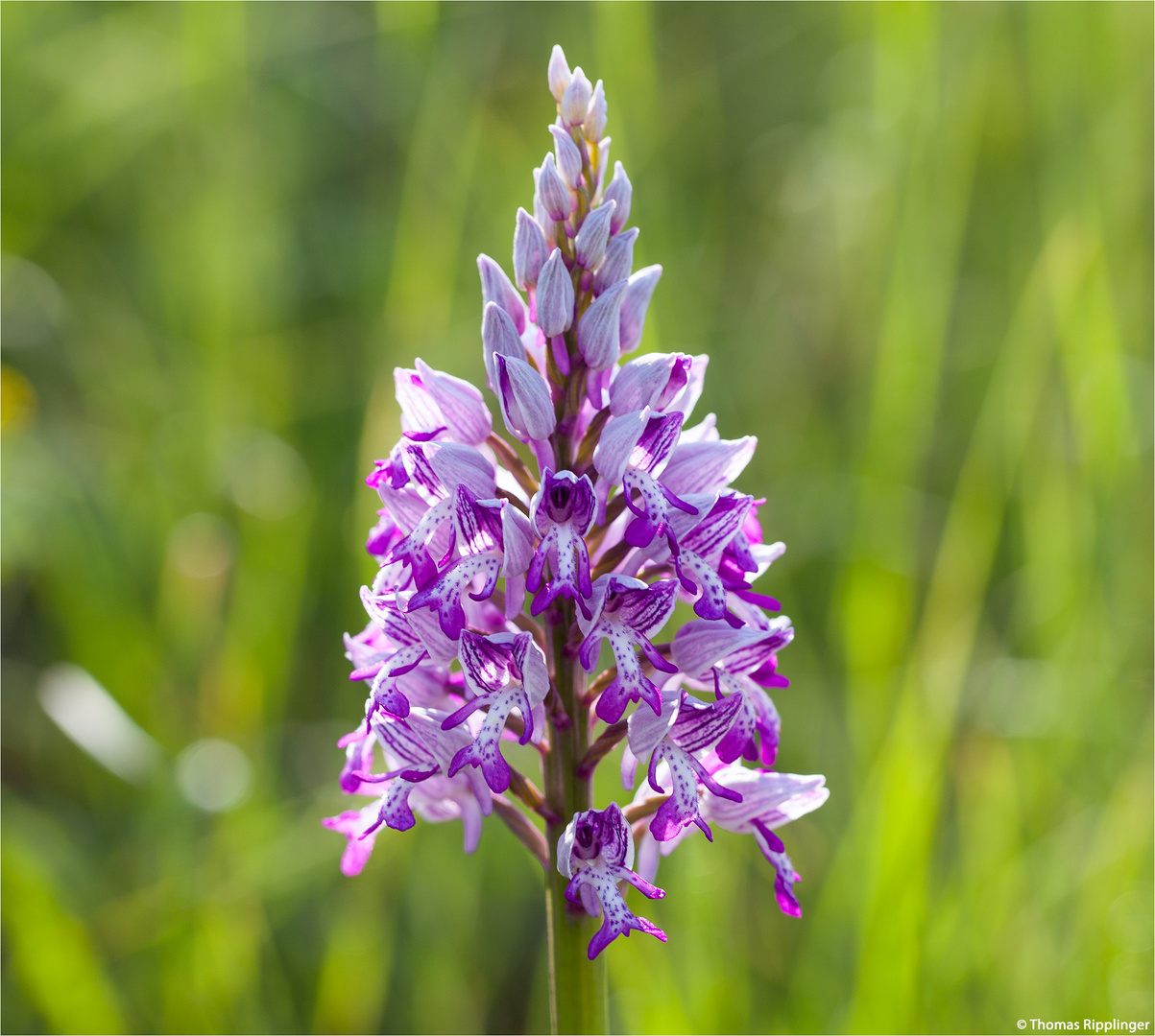 Helm-Knabenkraut (Orchis militaris)