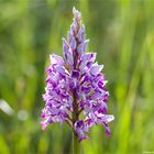 Helm-Knabenkraut (Orchis militaris)