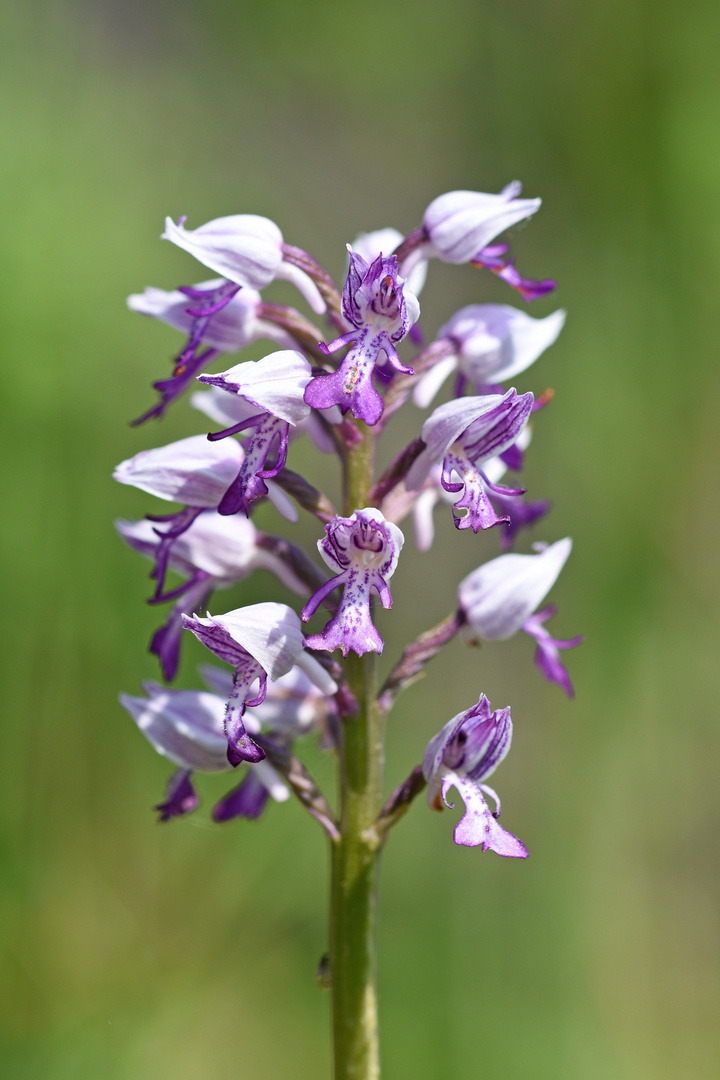 Helm-Knabenkraut (Orchis militaris)